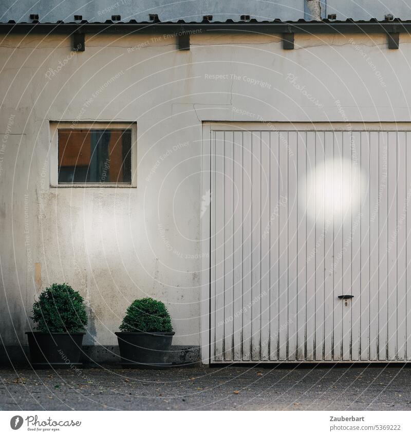 Garagentor auf weißer Wand mit Lichtreflex und Buchsbäumen Reflex Fenster Buchsbaum trist schlicht langweilig öde Gebäude Einfahrt Ausfahrt geschlossen Tor