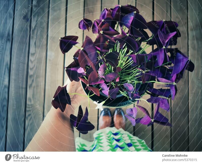 Frau hält Roter Glücksklee in der Hand Oxalis Blumen Blumenglück Rock Jupe bunt Sommer Garten grün lila violett Gartenblumen Blumentopf Natur Pflanze Blüte