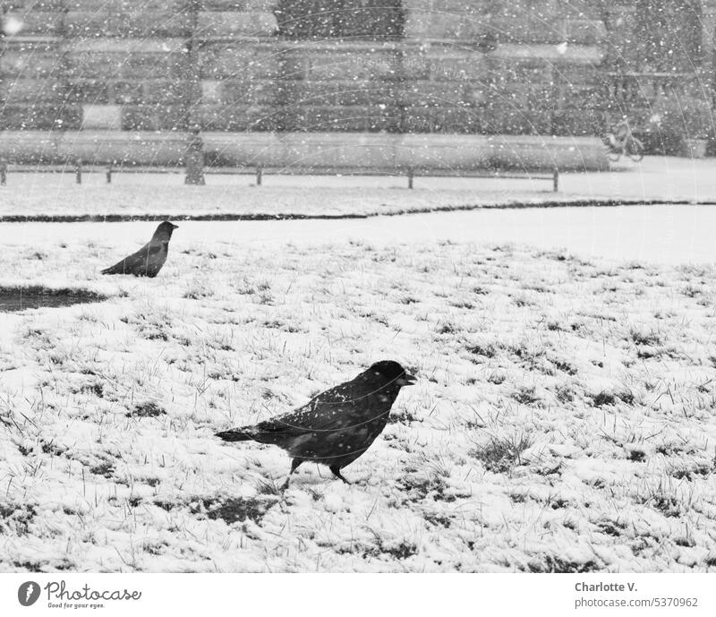 Grau in Grau | In Dresden schneit´s | Krähen im Schnee Schneegestöber Schneeflocken Schneefall Winter kalt winterlich Winterstimmung schneien Wintertag Wetter