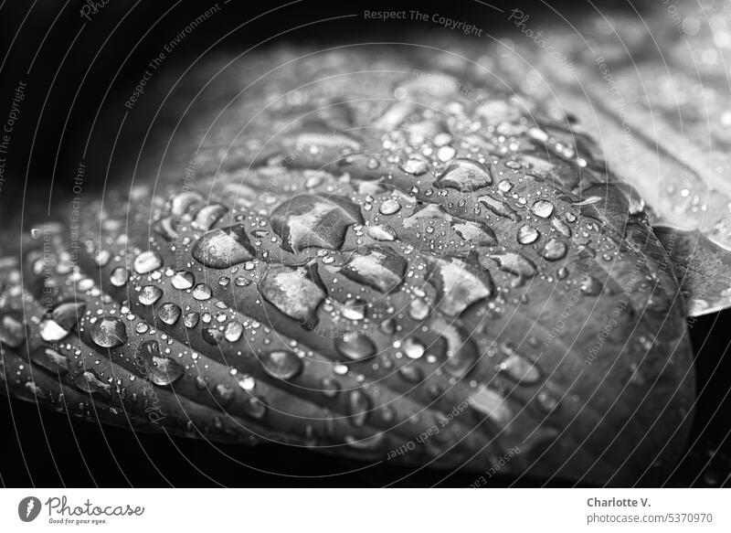 Regentropfen auf einem Hosta-Blatt Wassertropfen Hostablatt nass Tropfen Nahaufnahme Makroaufnahme Natur Detailaufnahme Außenaufnahme Pflanze glänzend