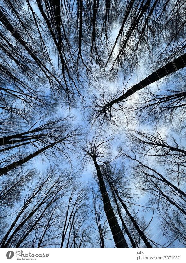 Froschperspektive | Blick in die kahlen Baumkronen im Wald. Bäume Natur Umwelt Landschaft Himmel Winter natürlich Menschenleer Außenaufnahme Tag kalt Pflanze