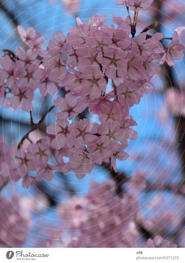 Froschperspektive | Kirschblüten vor blauem Himmel | wundervoll frühlingshaft. blühen blühend Blüte Blume Frühling Natur rosa Blühend Pflanze Kirschbaum