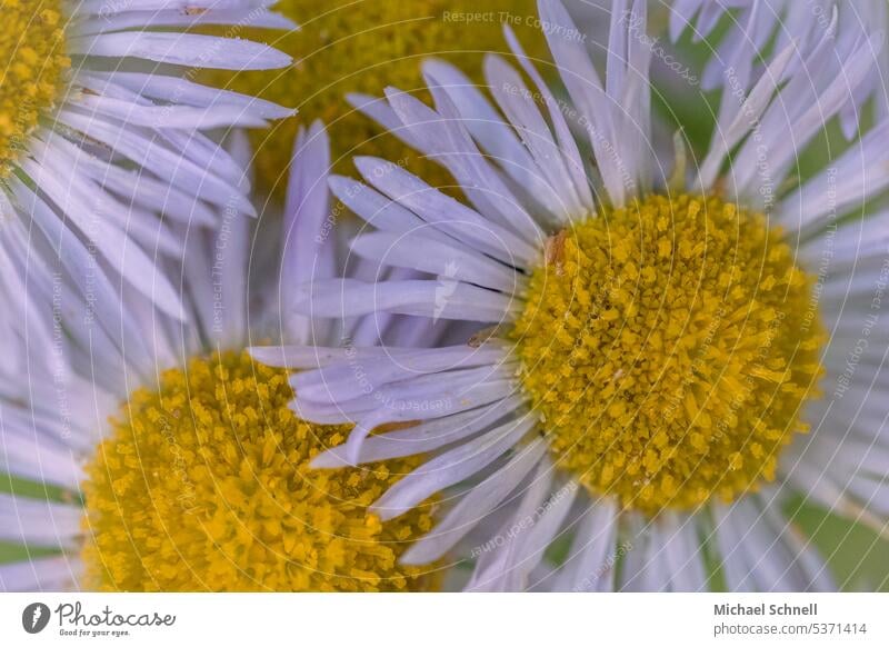 Vier Blüten weiß gelb Natur Frühling Pflanze Nahaufnahme Makroaufnahme natürlich Unschärfe Schwache Tiefenschärfe schön zart Blühend zusammenstehen gemeinsam