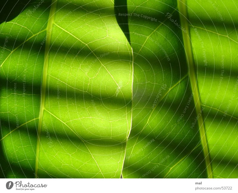 green leaves Blatt Pflanze Gefäße 2 ähnlich grün Monochrom Kraft Streifen Jalousie Licht Gegenlicht Symmetrie Rhythmus dunkel ruhig überlagert mehrschichtig