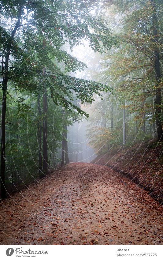 Ab durch die Mitte Lifestyle Freizeit & Hobby Tourismus Ausflug Abenteuer wandern Umwelt Natur Landschaft Schönes Wetter Nebel Wald Mischwald Wege & Pfade