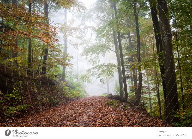 Ausweg Lifestyle Freizeit & Hobby Ausflug Abenteuer Umwelt Natur Landschaft Herbst Klimawandel Nebel Wald Blatt Laubwald Wege & Pfade Fußweg verblüht frisch