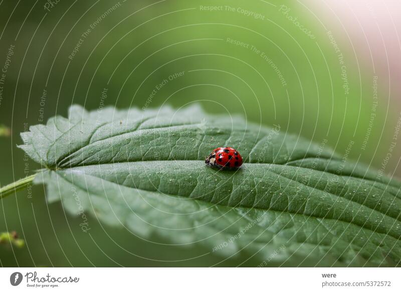Nahaufnahme eines Marienkäfers, der auf einem Brennnesselblatt sitzt, mit geringer Schärfentiefe Käfer abschließen Coccinellidae Schwache Tiefenschärfe Tier