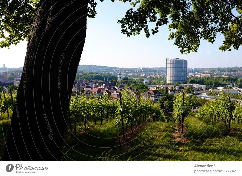 Blick auf Stuttgart-Ost mit Gaskessel vom Plettenberg aus mit Weinberg im Vordergrund Gasometer Panorama Panoramablick Reben Stadt Panorama (Aussicht) Baum