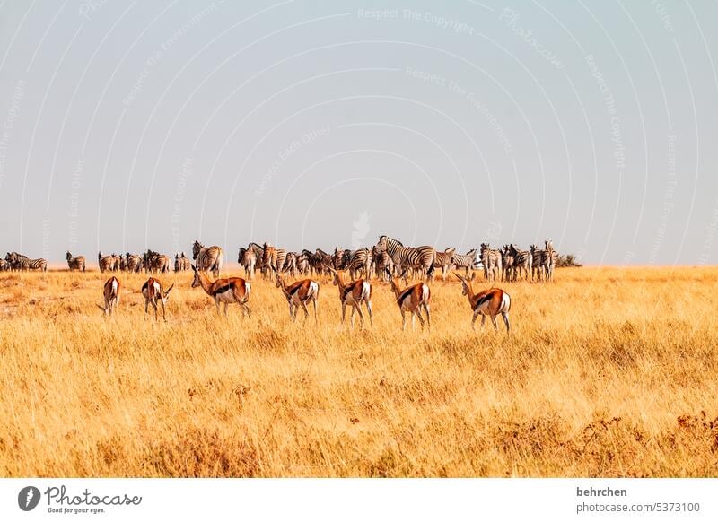 tierisch Wildnis Tier wild frei außergewöhnlich Wildtier fantastisch Etoscha-Pfanne Etosha etosha national park Springbock Antilopen Namibia Safari Afrika Ferne