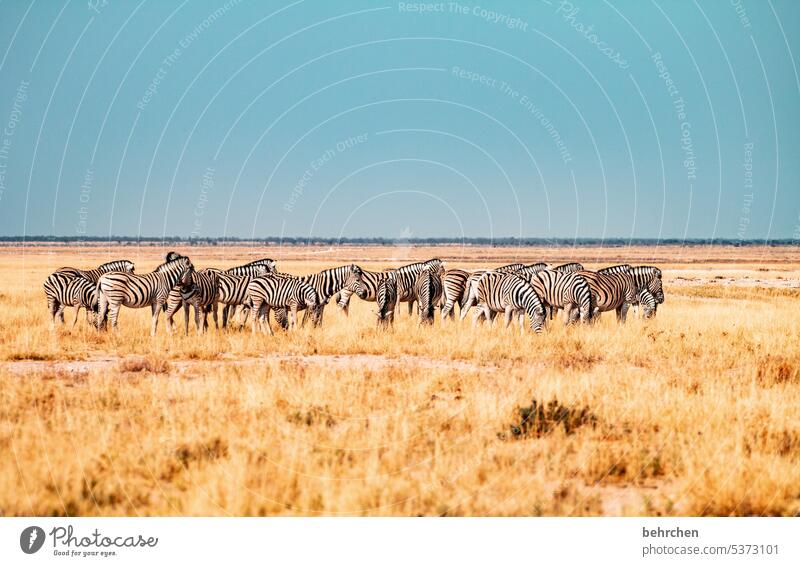 teammeeting Trockenheit trocken Salzpfanne Gras Umwelt Tierschutz Tierliebe Zebrastreifen beeindruckend Abenteuer besonders Freiheit Natur
