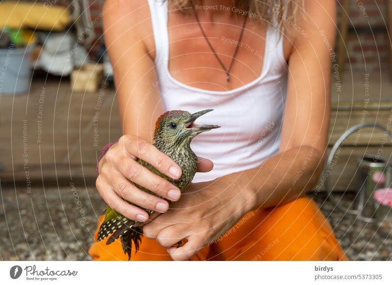 Verletzter junger Grünspecht in der Hand einer jungen Frau Jungvogel junge Frau Hände Tierliebe helfende Hände Jungtier helfende Hand Tierpatient Vogel Specht