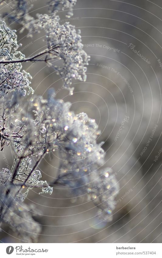 Pflanze im Glitzerkleid Winter Eis Frost Sträucher glänzend ästhetisch hell kalt silber Stimmung Freude Natur Sinnesorgane Umwelt Wandel & Veränderung