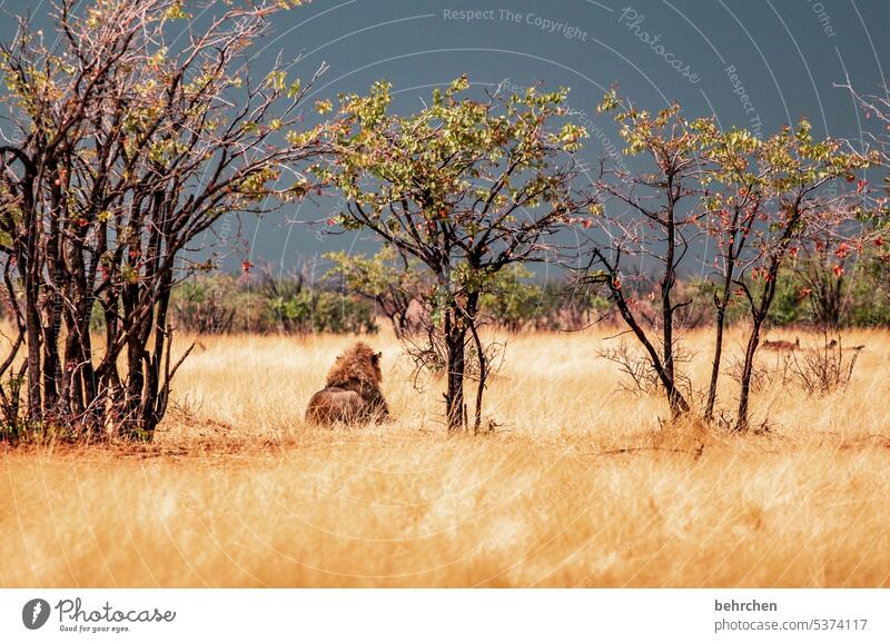 der könig Landschaft besonders ausruhen Sträucher Gras Tierporträt Jagd Tierschutz Farbfoto Außenaufnahme Menschenleer Landraubtier gefährlich fantastisch