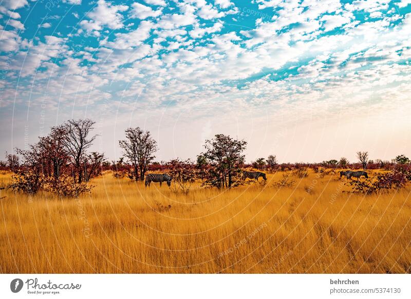 lieblingsorte Umwelt Tierliebe Tierschutz Gras beeindruckend Abenteuer besonders Freiheit Natur Ferien & Urlaub & Reisen Landschaft Namibia Afrika weite Ferne