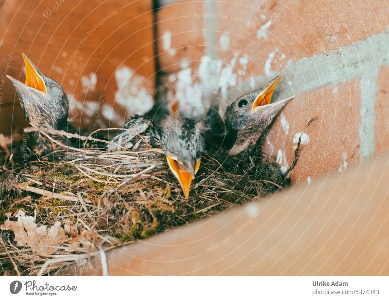 Mein Garten | Junge Amseln im Nest in meinem Carport Vogel Tier Schnabel Nahaufnahme Tierjunges Wildtier Tierporträt bräunlich Gefieder Turdus merula