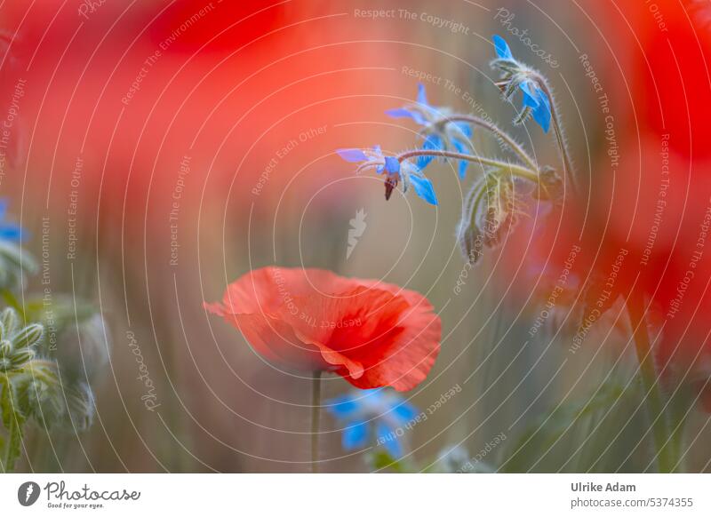 Roter Mohn trifft Borretsch harmonisch weich filigran Blühend außergewöhnlich Mohnblume dezent romantisch Farbfoto Sommer Garten floral zart blau Natur Idylle