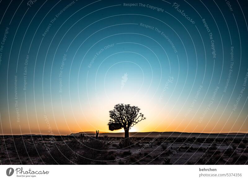 erwachen Köcherbaum Baum außergewöhnlich Namib Sonnenaufgang träumen Hoffnung dunkel Idylle romantisch fantastisch Dämmerung stille wunderschön Sonnenlicht
