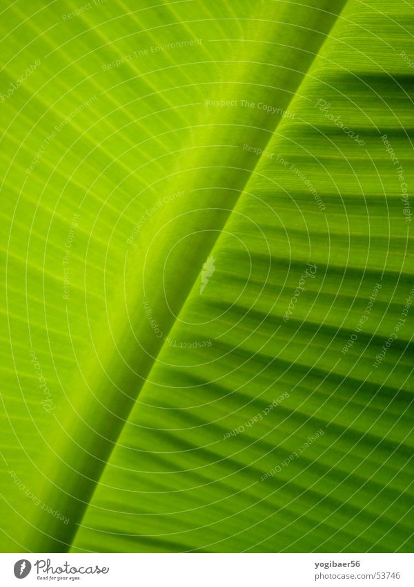 Pflanzenblatt Blatt grün Natur Strukturen & Formen