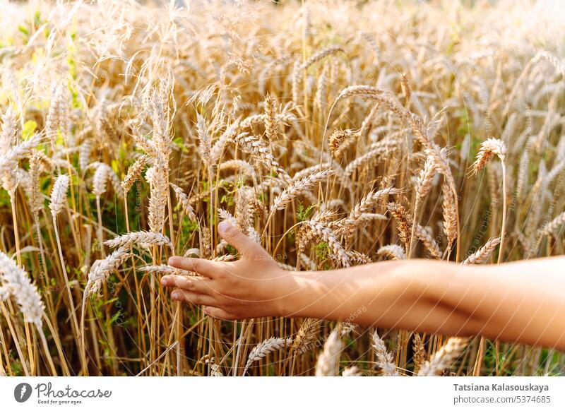 Ein Kind streicht mit der Hand über Weizenähren auf dem Feld. Ein Junge berührt Getreide, das auf einem landwirtschaftlichen Feld wächst. Kinderhand Berührungen