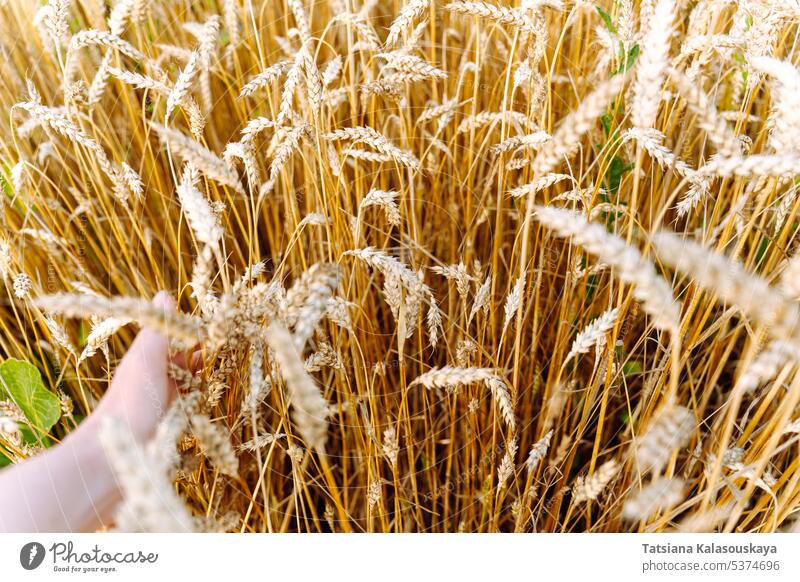 Eine Frauenhand streicht über Weizenähren auf dem Feld eines Getreidebauern Hand Berührungen Ohren Mais Weizenfeld Ackerbau Bauernhof Ernte ländlich Landschaft