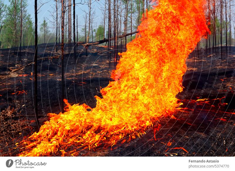 Waldbrand. Waldbrand im Gange. Waldbrand. Große Flammen eines Waldbrandes. Waldbrand am Nachmittag. Gras und Bäume brennen. Feuer und Rauch Umwelt vernichten