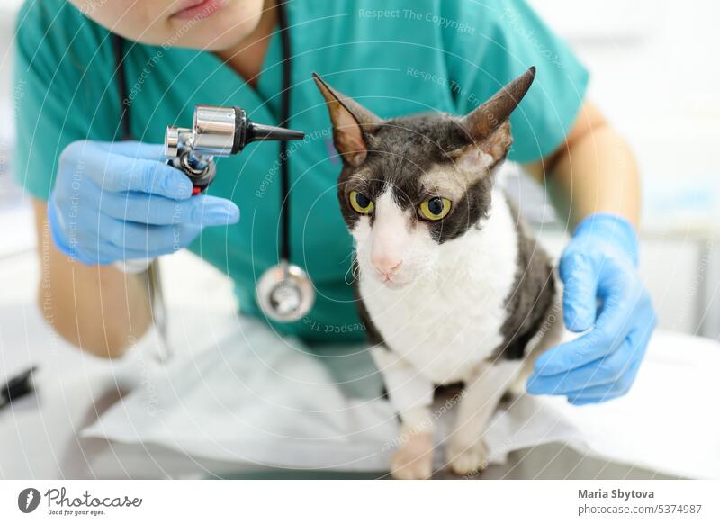 Tierarzt überprüft die Ohren einer Katze der Rasse Cornish Rex mit einem Otoskop in einer Tierklinik. Gesundheit des Haustiers. Pflege Tier. Haustier Checkup, Tests und Impfungen in der Tierarztpraxis.