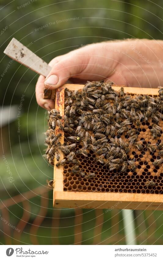 Imker hält Bienenwabe mit Honigbienen und Spachtel in Hand Bienenstock Bienenzucht Bienenwaben bienenwachs Insekt Natur natürlich Bienenwachs Lebensmittel