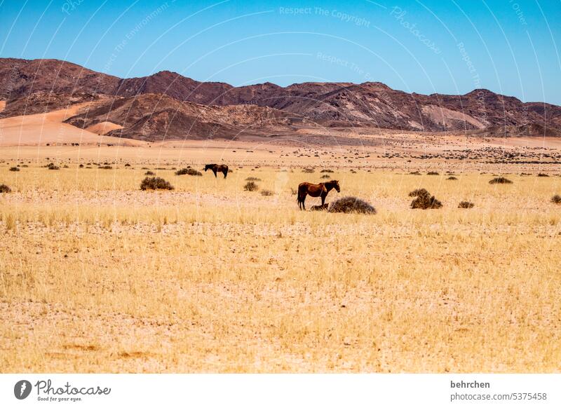 tiergeschichten Trockenheit allein besonders beeindruckend Dürre trocken Umwelt Klimawandel Wärme Natur Freiheit Ferien & Urlaub & Reisen Landschaft