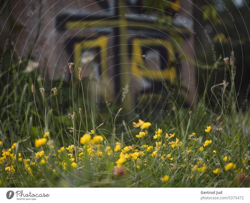Wildblumen vor Graffitiwand Blume Blumen und Pflanzen Farbe Gelb Sommer Wiese Natur Farbfoto Blüte Garten Blühend Außenaufnahme natürlich Umwelt
