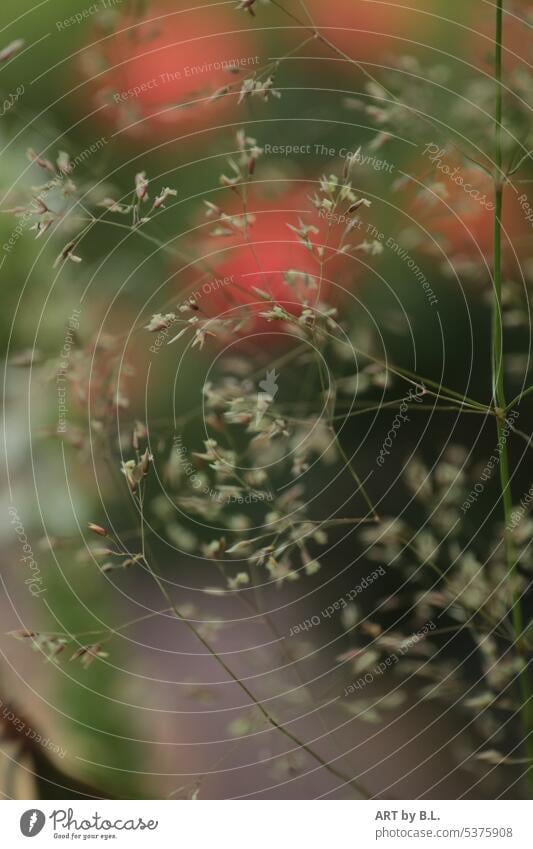 Durchs Gras gesehen natur gras pflanze unscharf hintergrund blumen rot