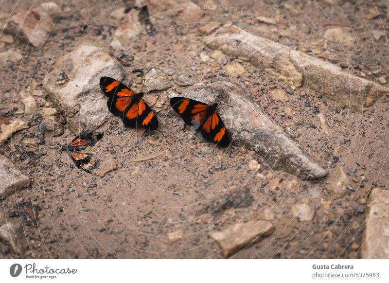 Zwei Schmetterlinge hockten neben einem toten Schmetterling auf dem Boden. Insekt Nahaufnahme Natur Farbfoto Außenaufnahme Tag Insekten