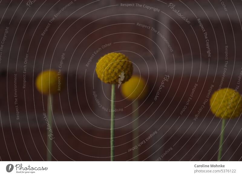 Craspedia - vier Trommelstöckchen Blumen Pflanzen botanik Natur Blüte natürlich Blumen und Pflanzen Farbfoto Sommer Garten Blühend Außenaufnahme Nahaufnahme