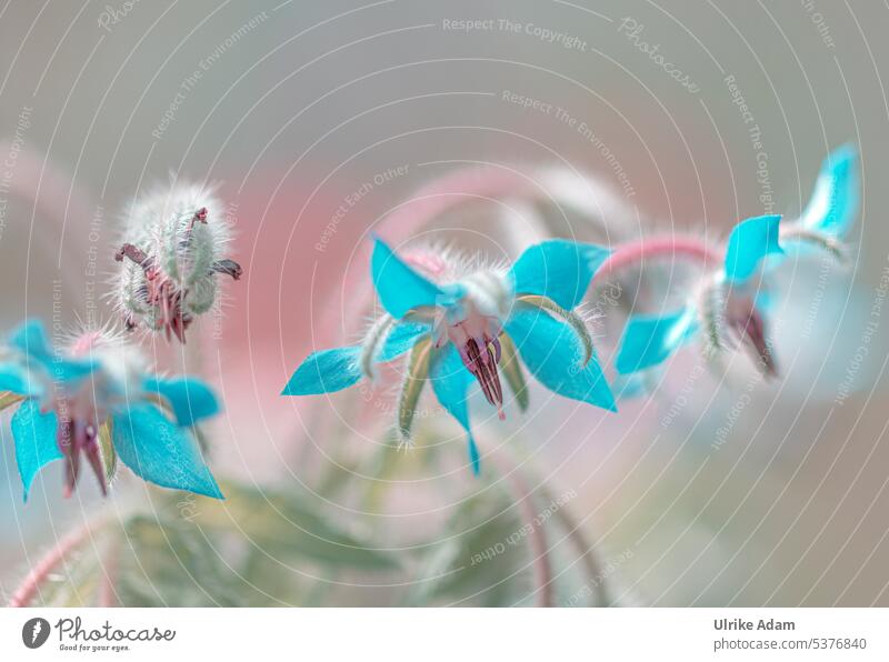 Blüten des Borretsch ( Borago officinalis ) Schwache Tiefenschärfe Gegenlicht Hintergrund neutral Freisteller Textfreiraum oben Menschenleer Detailaufnahme