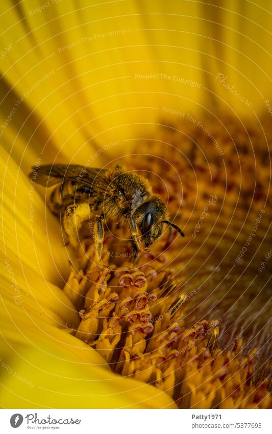 Honigbiene sammelt Pollen auf einer Sonnenblume. Makroaufnahme. Biene sammeln Insekt bestäuben Nutztier Tier Pflanze Blüte Natur Blume Nektar fleissifg