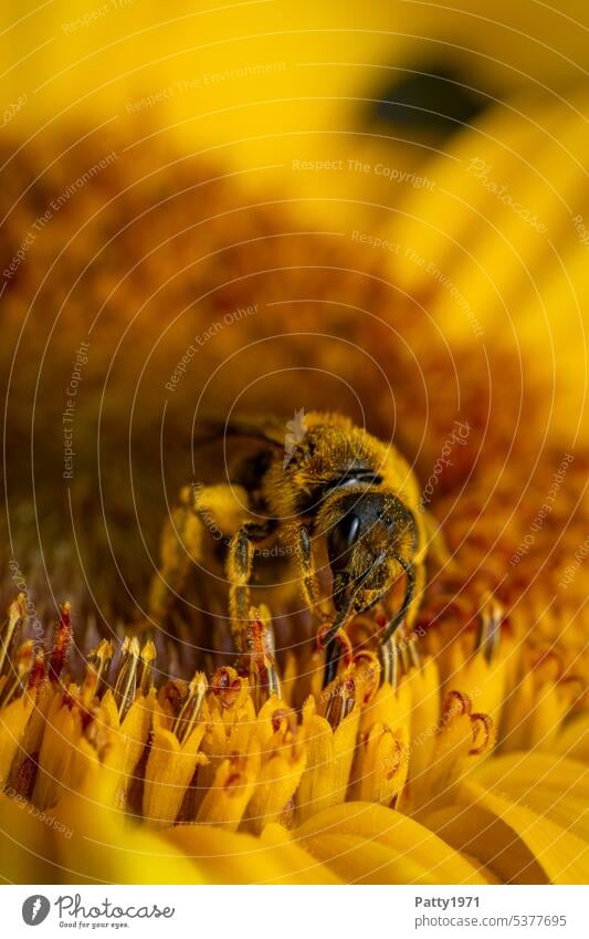 Honigbiene sammelt Pollen auf einer Sonnenblume. Makroaufnahme. Biene fleißig sammeln Arbeiterin bestäuben Insekt Natur Blume Blüte Tier Nektar Nutztier