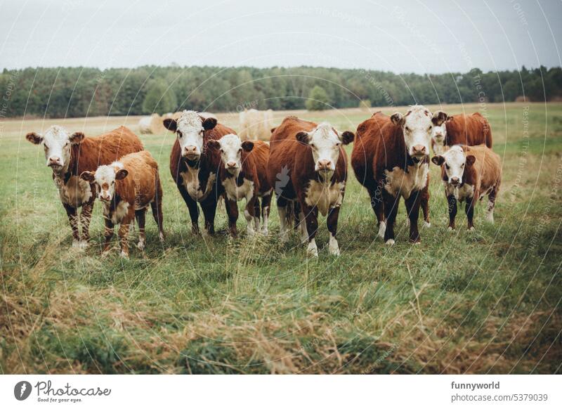 Eine Herde von braunen Rindern steht auf einer Weide und schaut in die Kamera Rinderherde Kühe Braun Weideland Nutztiere Landwirtschaft Tierwelt Tiere Landleben