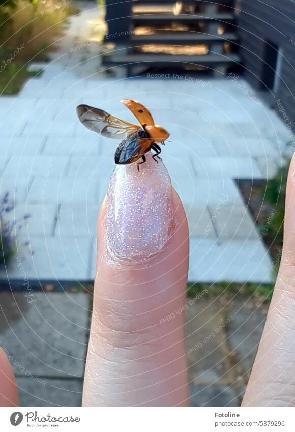 Ein kleiner roter Marienkäfer landete auf meiner Hand und machte eine kleine Pause. Dann erklomm er die Spitze meine Fingers, breitete schwungvoll seine Flügel aus und flog davon. Tschüß kleiner Marienkäfer und danke, dass du dich um meinen Garten kümmerst