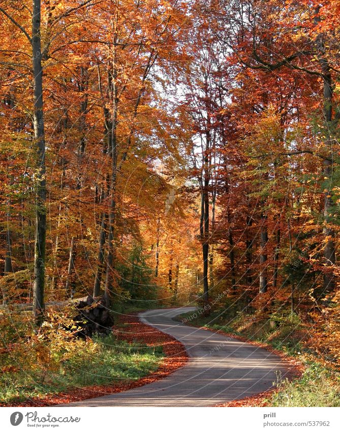roadside autumn scenery Natur Landschaft Herbst Baum Sträucher Blatt Wald Straße Wege & Pfade Holz braun gelb grün friedlich lebhaft stamm ländlich deutschland