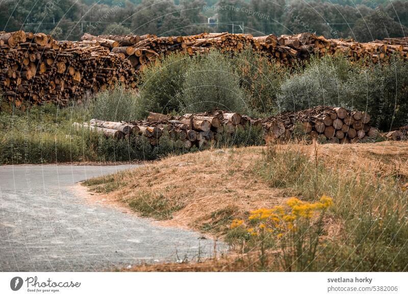 Baumstämme gefällter Wald Baumstamm Holz Umwelt Klimawandel Nutzholz Forstwirtschaft Abholzung baumstämme Waldsterben Forstarbeiter Waldarbeiter Brennholz