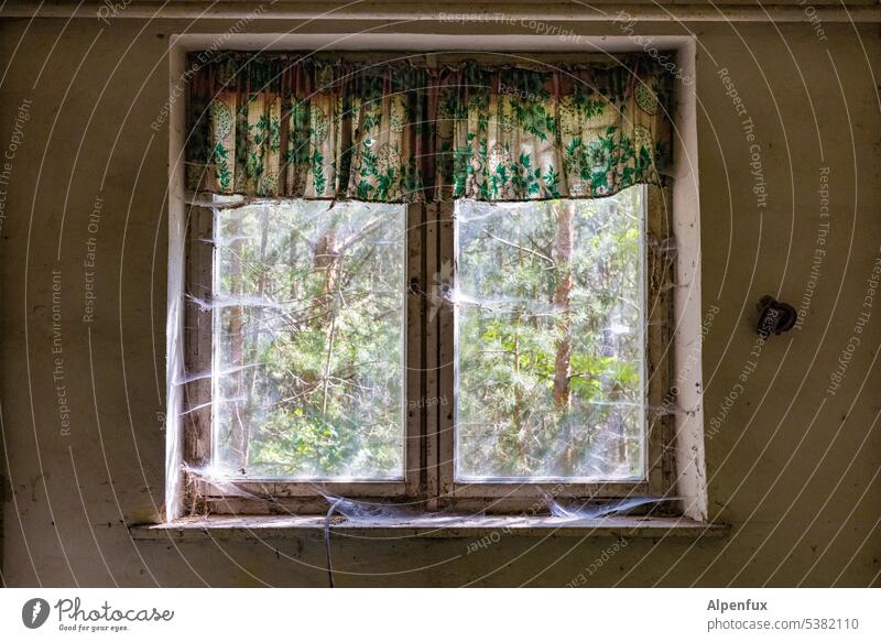 Blick ins Grüne | Lost Land Love II Fenster Spinnweben Menschenleer Spinnennetz Gardinen Häusliches Leben alt Zahn der Zeit Vergänglichkeit verfallen Verfall
