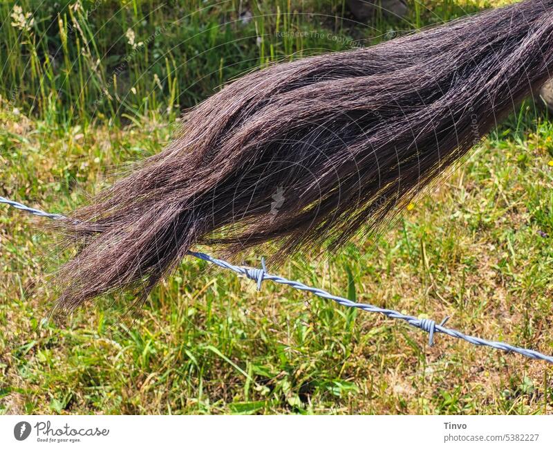 umherschweifender Pferdeschweif über Stacheldrahtzaun Schweif Rasen Weide Koppel Haare wild Natur Umwelt aussenaufnahme von gebäuden Gras Tier Sommer grün