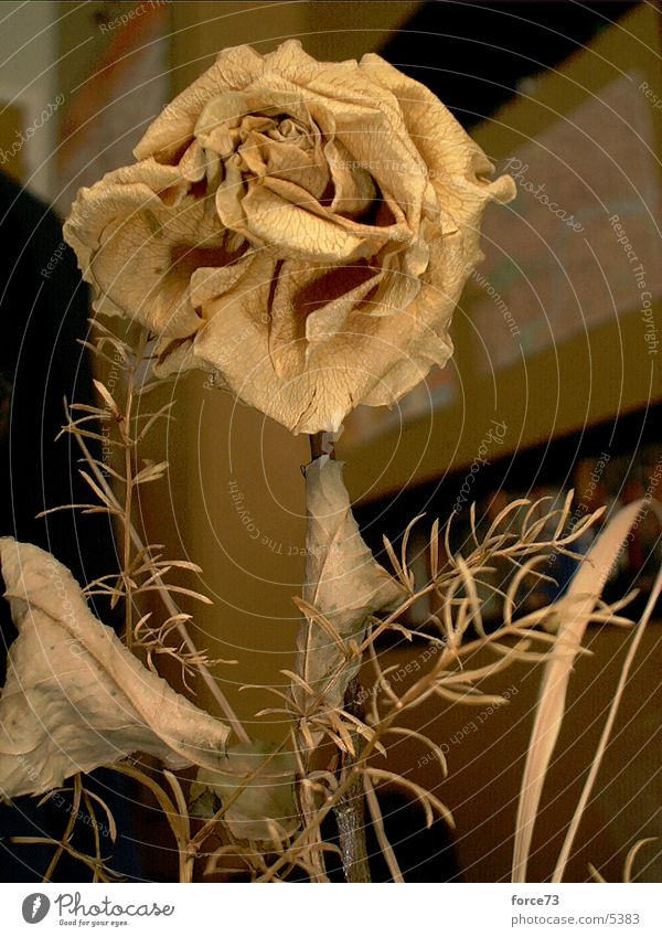die gelbe rose Rose Blüte Dorn Trockenblume Blume