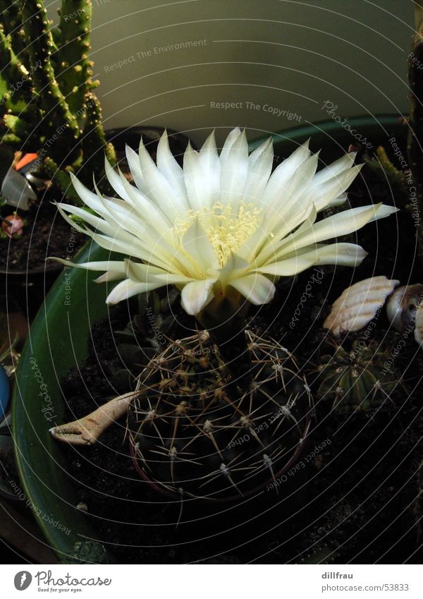 Schoenheit Kommt Von Innen Kaktus Blüte Sommer Blume Stillleben einzeln Blumentopf züchten Sukkulenten Wachstum Natur Stachel schön Blühend Wüste Sand Schmerz