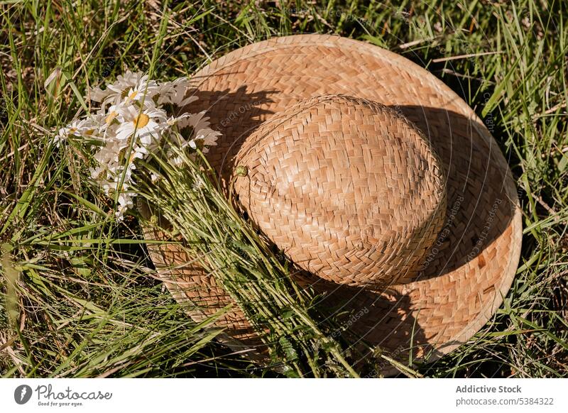 Hut mit Kamille auf Gras Gänseblümchen Blume Strohhut Blumenstrauß Blütezeit Sommer Feld grün Wildblume frisch wild Rasen Natur weiß Haufen geblümt Kraut Zweig