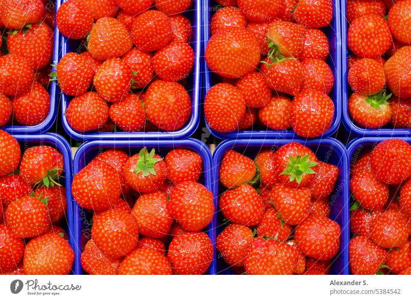 Erdbeeren in Plastikschalen Lebensmittel Obst Frucht Früchte