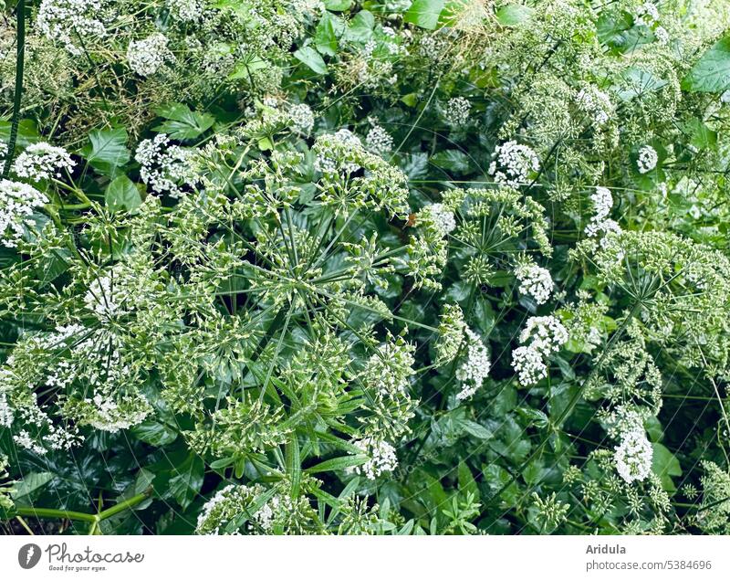 Blühende Gierschwiese im Regen Wiese Natur natürlich grün Blüte weiß Bitterstoffe gesund nass Blätter Pflanze Blume Sommer Wildpflanze Heilpflanze