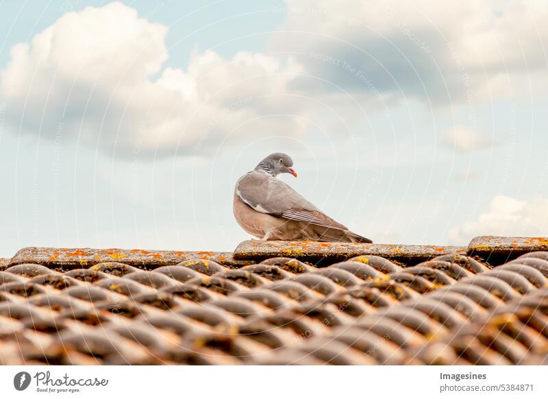 Eine Taube auf dem Dach. Brieftaube sitzt auf dem Dach eines Hauses an einem blauen Wolkenhimmel Tier Hintergrund Schnabel schön Schönheit Vogel