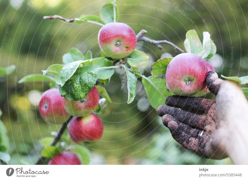 schmutzige Hand pflückt Apfel vom Baum Gartenarbeit pflücken Erde Apfelbaum Farbfoto Tagelicht Schwache Tiefenschärfe Ernte Frucht Außenaufnahme Bioprodukte