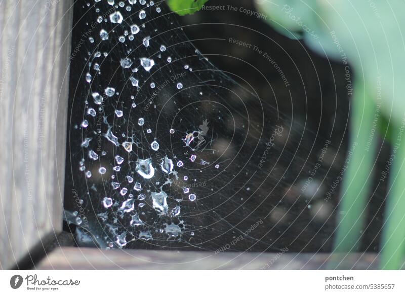 wassertropfen in einem spinnennetz in einem hochbeet natürlich erde gemüse anbau natur grün Garten Wachstum regen regentropfen nass stabilität