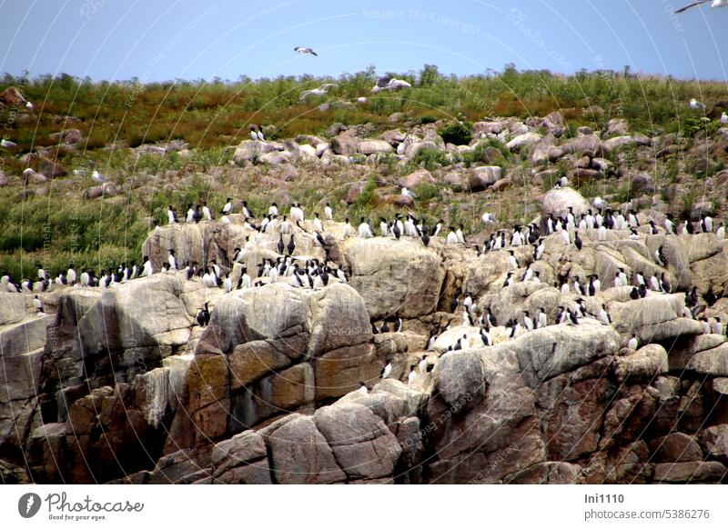 Trottellummen auf Græsholm I Dänemark Ostsee Schären-Inselgruppe. Erbseninseln Felsklippen Naturschutz Tiere Vogelreservat Vögel Lummen Möwen Naturschutzgebiet